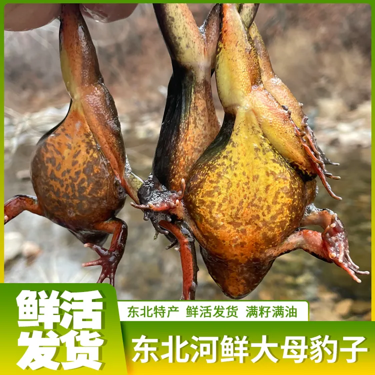 东北河鲜林蛙新宾雪蛤鲜活黄肚母豹子满油满籽送公蛙
