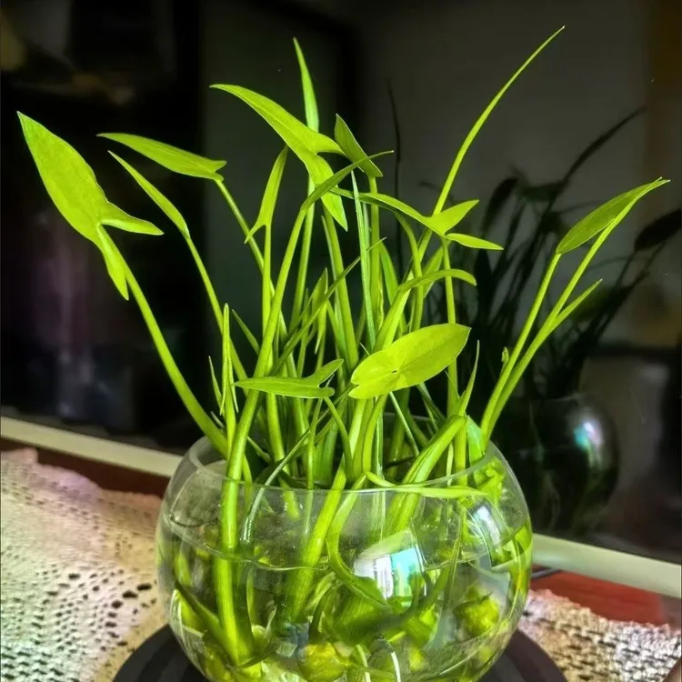 慈姑种根种苗茨菇挺水水草用于水族装饰净化鱼缸水培植物
