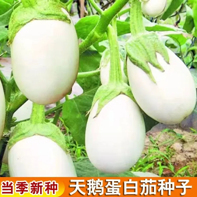 【抗病高产】天鹅蛋白茄种子鸡蛋茄种子圆茄白罐茄子四季瓜果孑春季