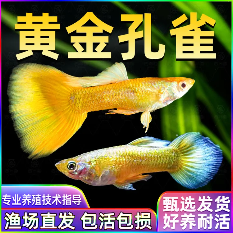【黄金孔雀】热带观赏鱼黄金孔雀鱼小型鱼好养活