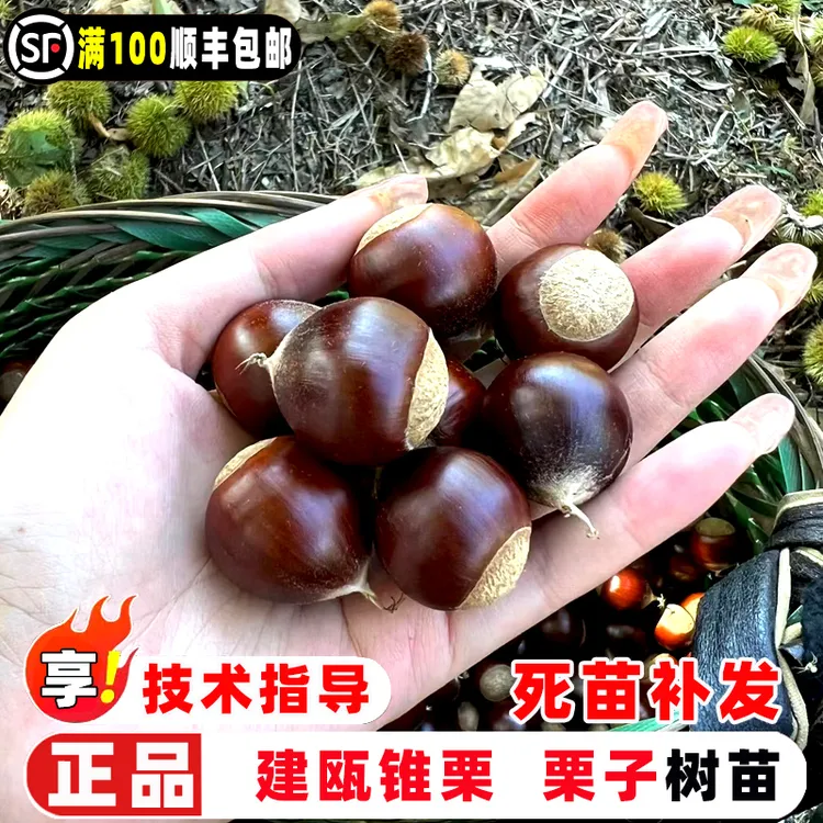 板栗苗树嫁接建瓯锥栗树苗特大榛子树栗子果苗南方北方庭院盆地栽
