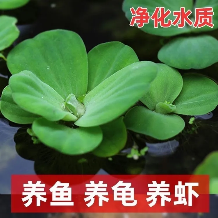 包邮浮萍水草植物鱼缸造景水培植物和鱼共养冒泡水芙蓉水葫芦水草