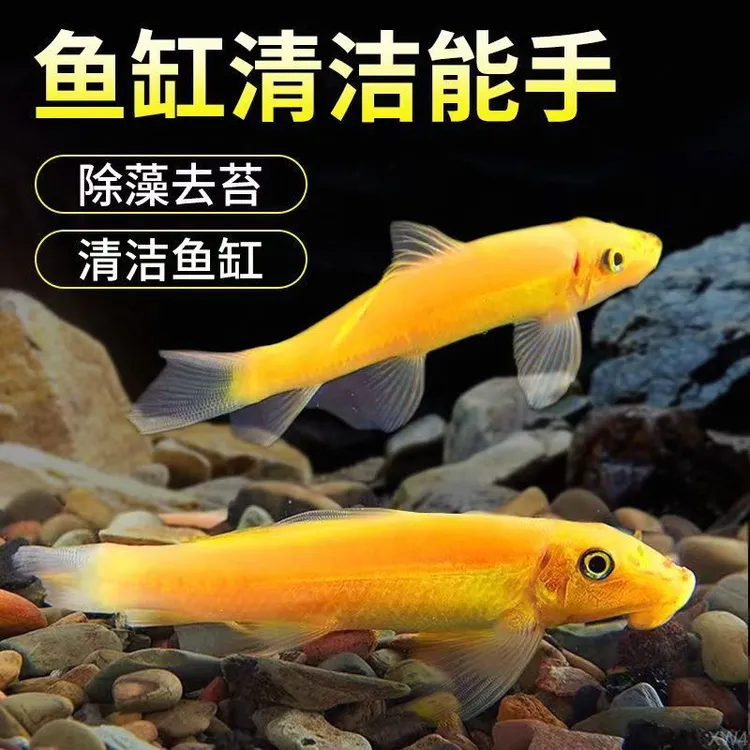 观赏鱼清洁鱼金苔鼠鱼缸除藻吃垃圾青苔鼠老鼠鱼清道夫活体