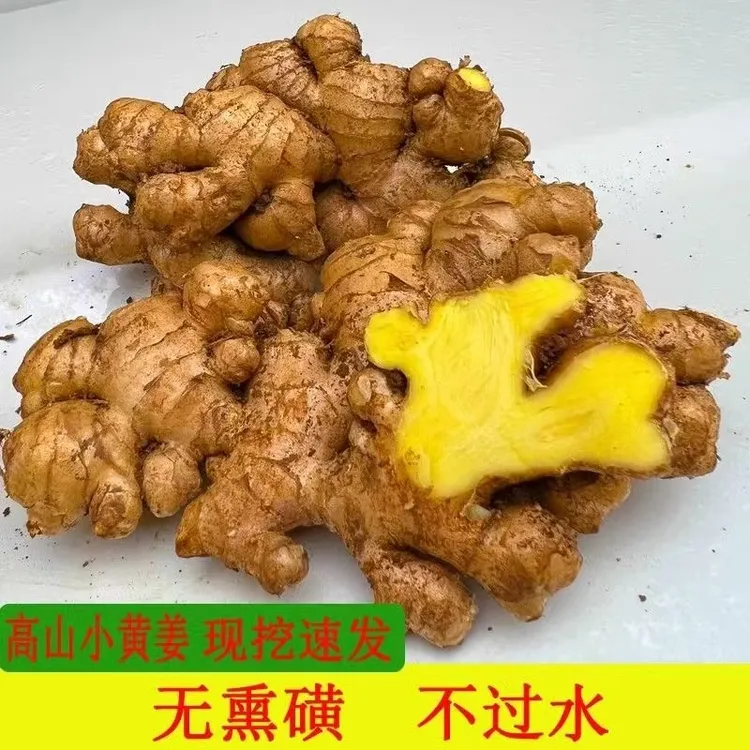 （今年老姜)云南山区现挖小黄姜生姜农家新鲜土姜月子姜蔬菜调料