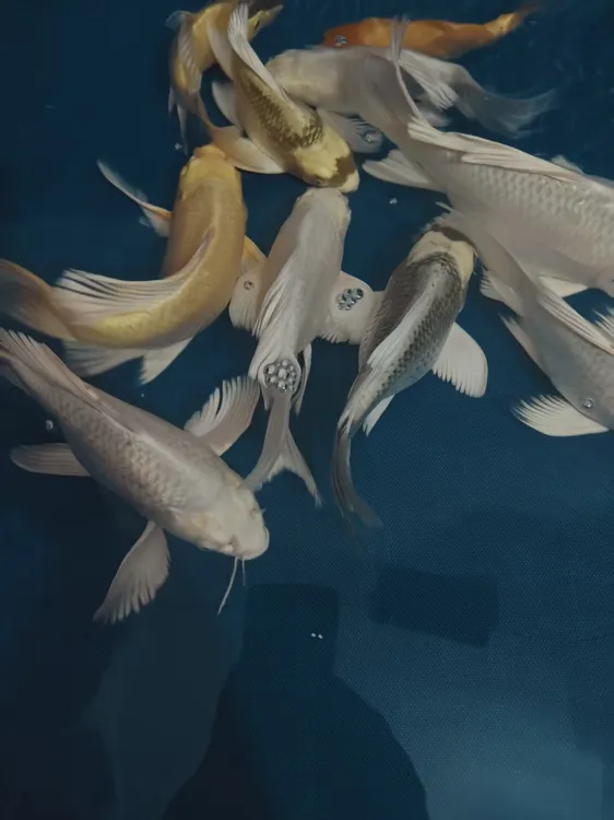 精选蝴蝶鲤冷水观赏鱼好看耐活