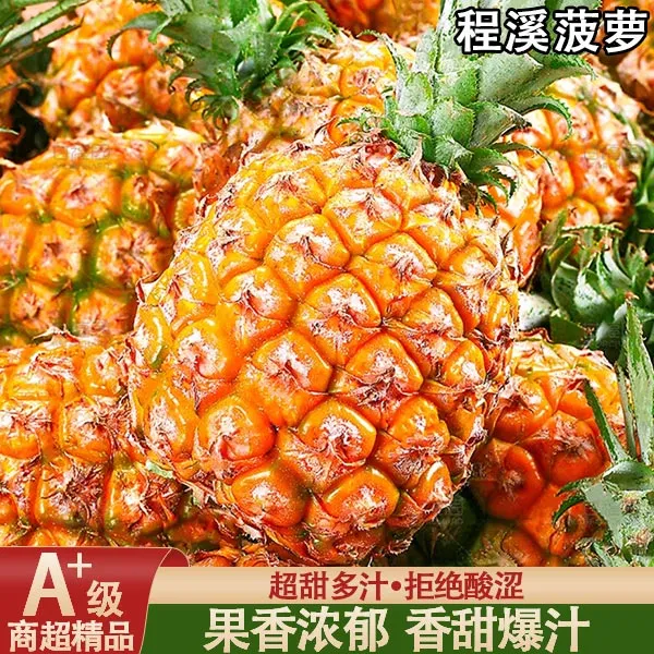 福建漳州正宗程溪菠萝新鲜水果当季现摘手撕收到香水收到采摘包邮