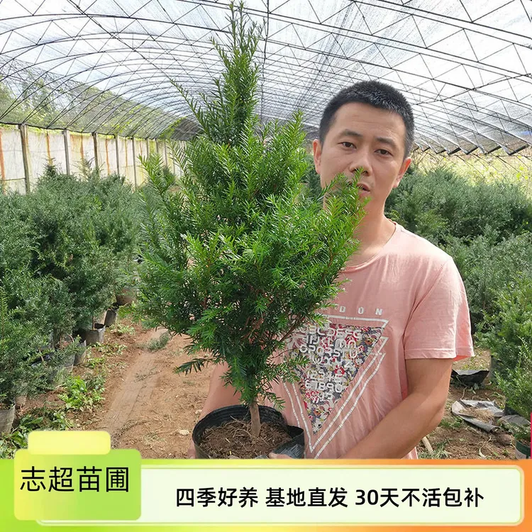 志超苗圃耐寒正宗东北红豆杉树苗绿植盆栽盆景植物室内好养吸甲醛