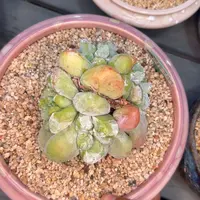 多肉一物一拍0226-153