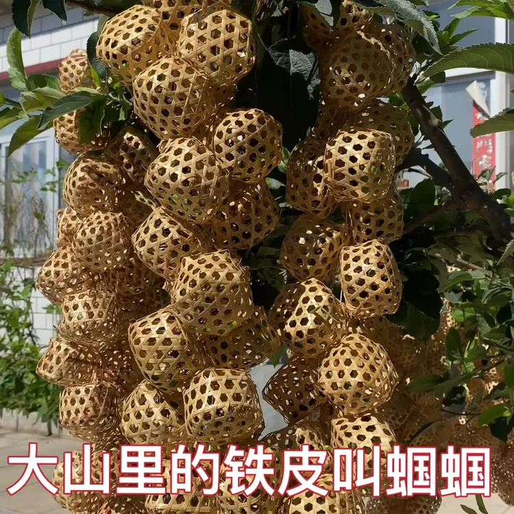 2025新脱春夏蝈蝈铁皮鸣虫活虫平谷野籽包邮包活叫声大精品小圆笼