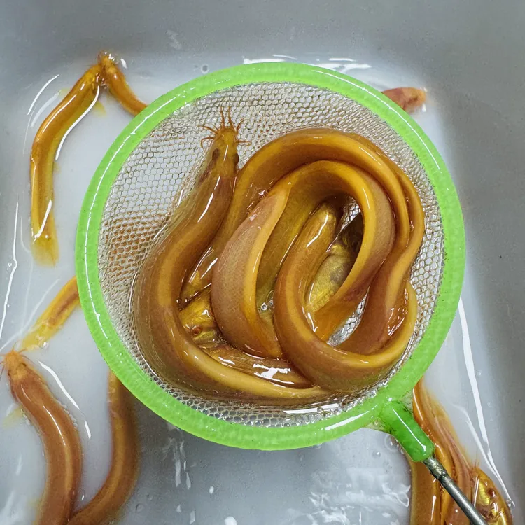 深水冷水淡水可养宠物鳅黄金鳅观赏鳅清理鱼粪藻类水族用品商品图