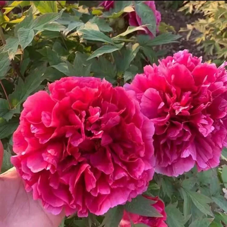 洛阳牡丹【花王】重瓣耐寒盆栽地载庭院种植观赏