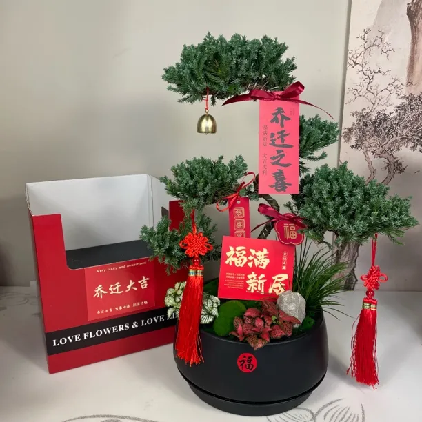 五层塔松盆栽祝寿礼乔迁新居开业送长辈礼物常青松树盆景送导师