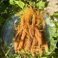 2【百-年-红-参】净含量100g-1000g【阿虎现收】