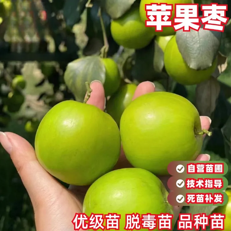 苹果枣苗牛奶枣大青枣树苗嫁接果树盆栽庭院地栽活苗南方北方种植