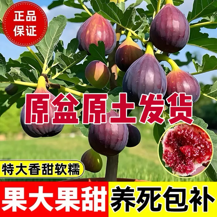 【大果高产】特大波姬红无花果甜四季结果耐寒盆栽无花果苗包对版