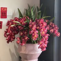 【大红袍一年苗】20年销量王 家喻户晓 新手盆栽 超长花期 室内盆栽