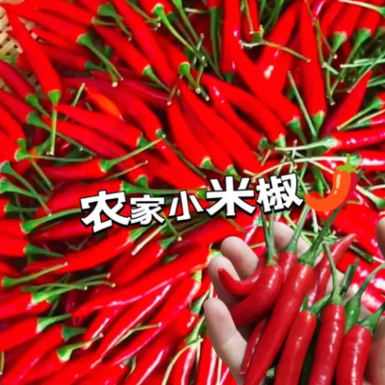 新鲜现摘特辣小米椒可剁椒泡椒农家自种蔬菜