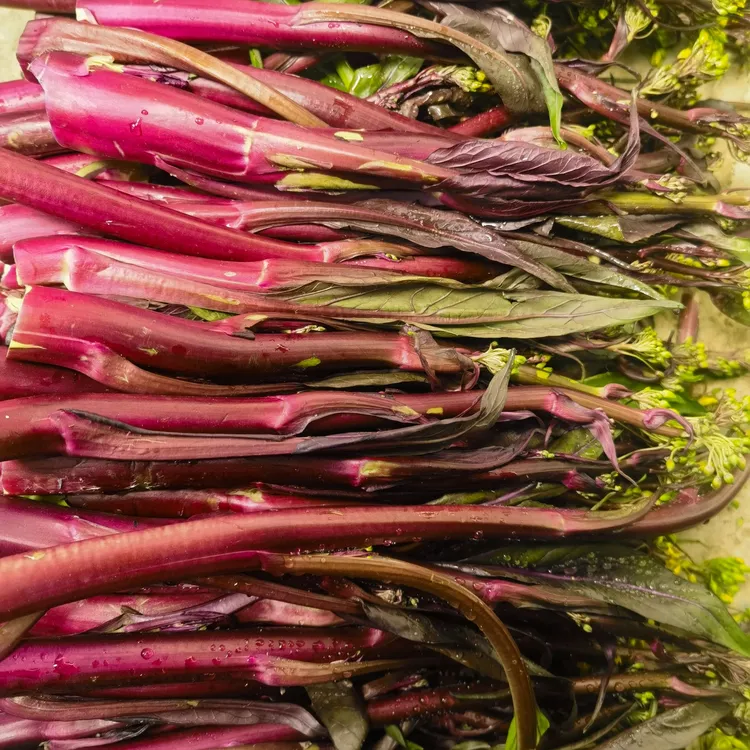 湖北武汉红菜苔露天打霜菜苔蔬菜基地直发现摘新鲜时令绿色食品