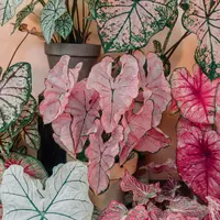 塔莎的花园彩叶芋盆栽绿植室内观叶植物家居花园庭院绿植