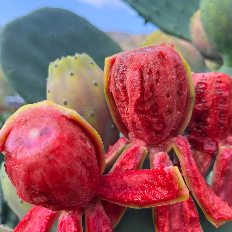 仙人掌红果滇红多肉植物绿植盆栽食用仙人掌