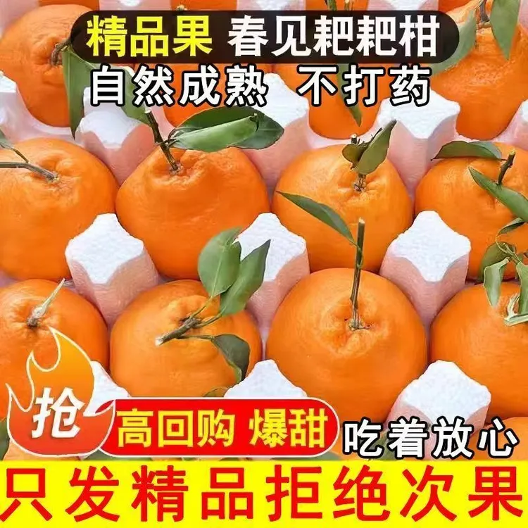 正宗四川春见耙耙柑 新鲜耙耙柑水果整箱当季丑桔子四川粑粑柑