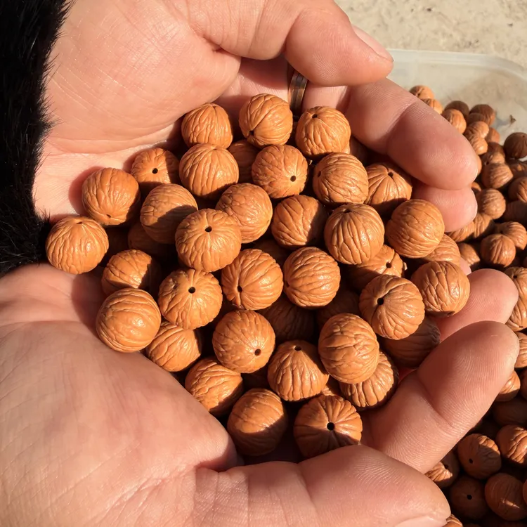 猴头凤羽散籽30粒