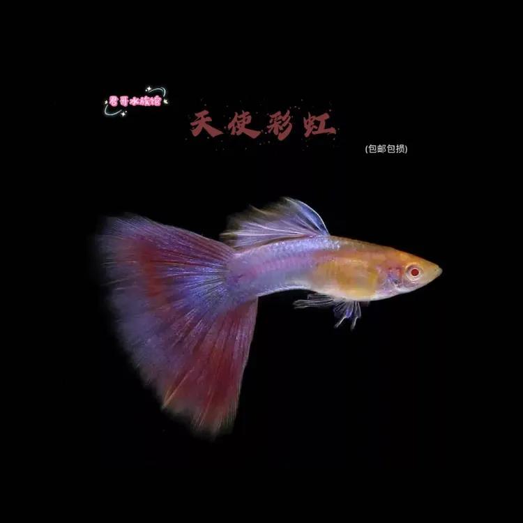 猛男粉天使彩虹孔雀鱼大尾巴梦幻透色系、新奇宠物、宠物活体、好养.