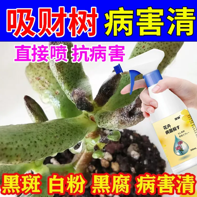 吸财树病害专用营养液吸财树烂根锈斑黑腐病白粉炭疽病抗病叶面肥