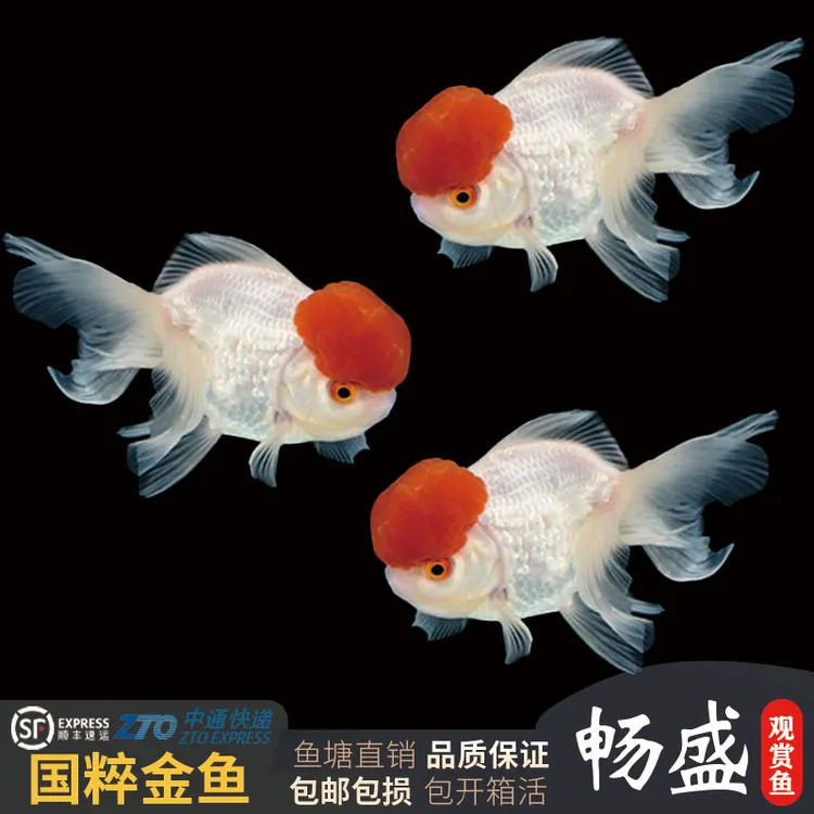 鸿运当头观赏鱼鹤顶红狮子头小金鱼冷水淡水好养耐活小鱼苗观赏鱼