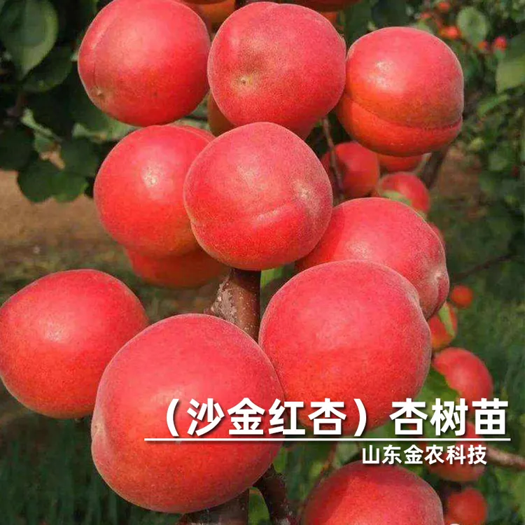 嫁接沙金红杏树苗早熟特大甜杏子苗北南方种植当年结果果树果苗