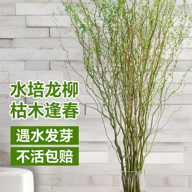 （佩奇）水培龙柳鲜枝室内绿植好养易活遇水发芽客厅办公室适用