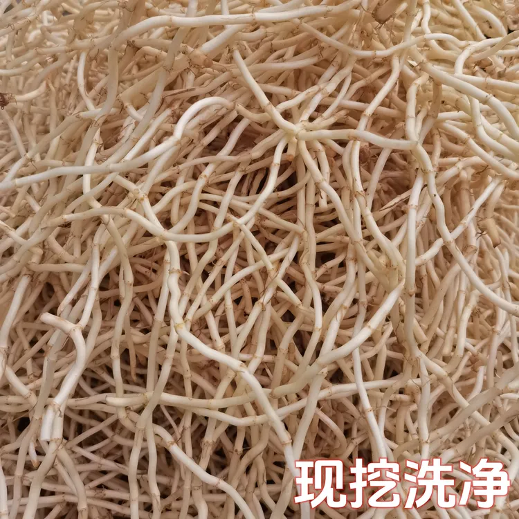 贵州红叶新鲜现挖鱼腥草折耳根本地特产嫩根凉拌蔬洗净发货野菜