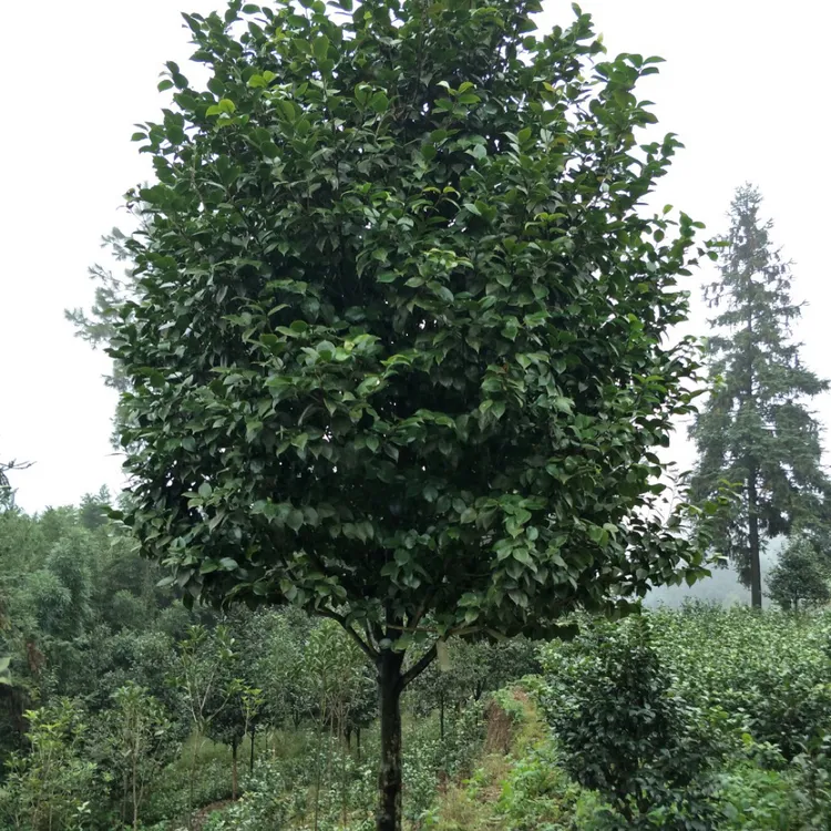 山茶花帶花苞，低分枝茶花，高杆棒棒糖茶花，带花苞发货，一物一拍