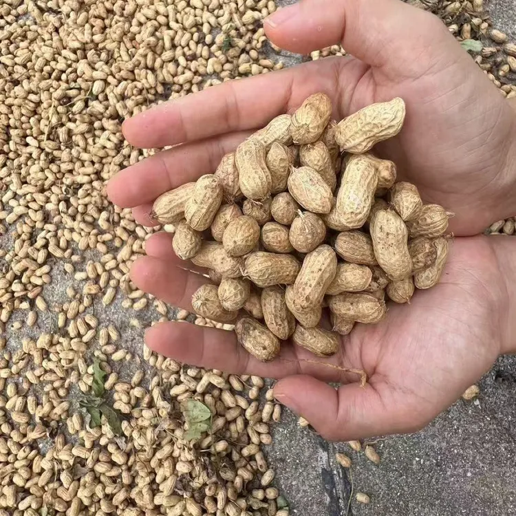 金井山新鲜现挖带壳湿粉皮花生农家自种可水煮生吃