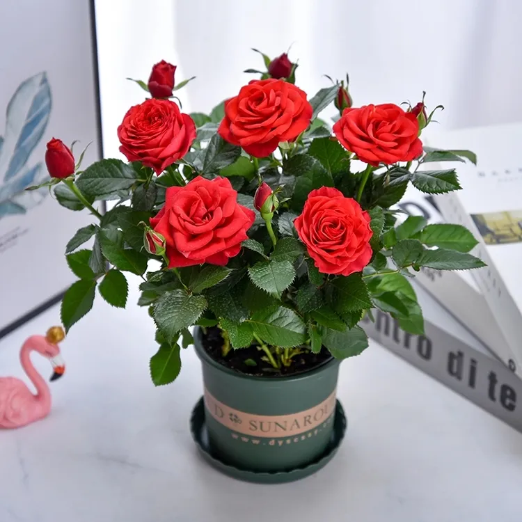 h红玫瑰红月季中国红花苗带花苞花卉阳台盆栽