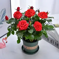 l红玫瑰红月季中国红花苗带花苞花卉阳台盆栽