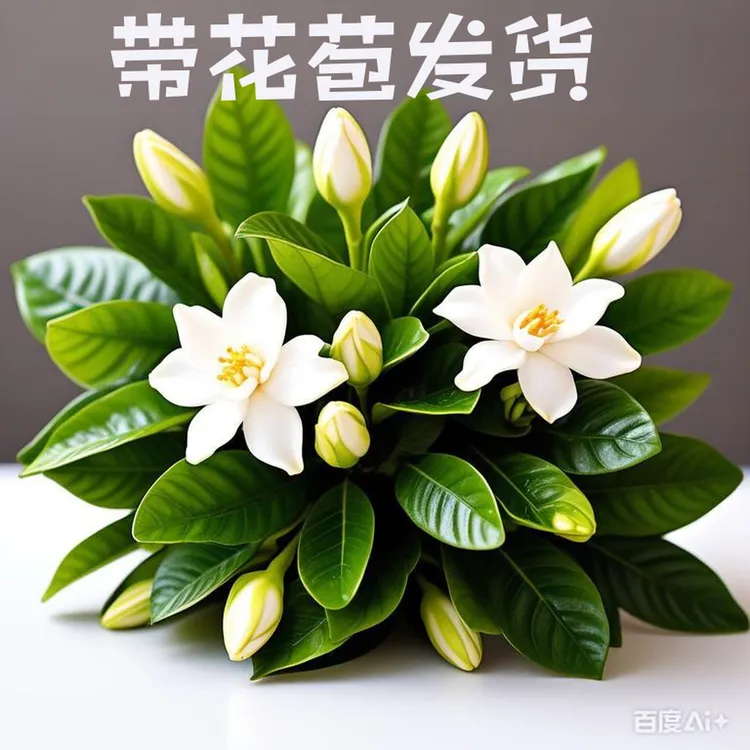 小叶雀舌栀子花盆栽带花苞室内四季开花水培浓香好养花卉九里香