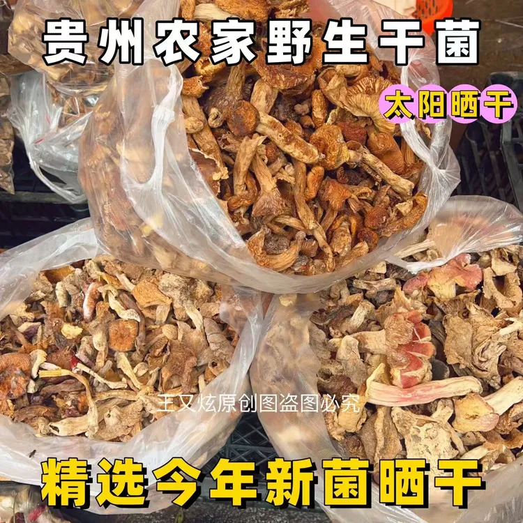贵州农村菌子野生菌新鲜晒干干菌 奶浆菌杂菌牛肚菌炒肉炖汤