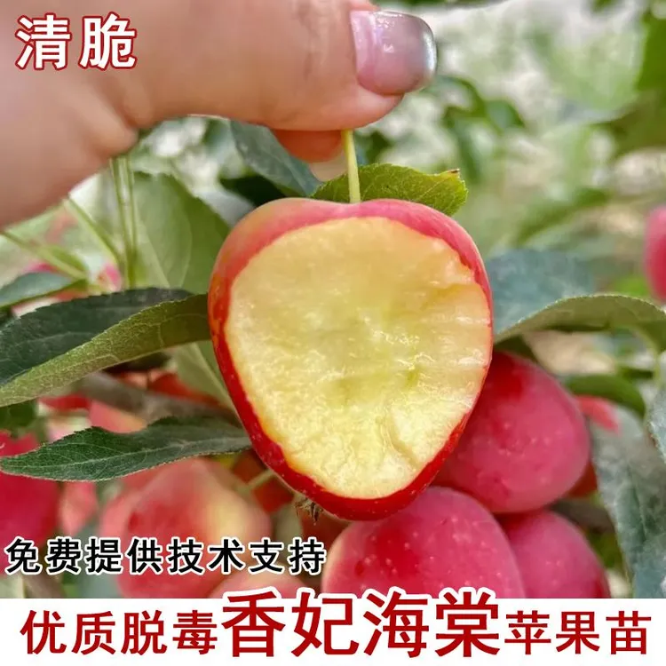 苹果树果苗嫁接香妃海棠小苹果树苗耐寒东北鸡心果庭院种当年结果