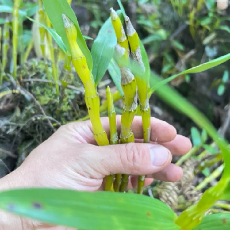 金钗石斛现剪鲜条可扦插种苗