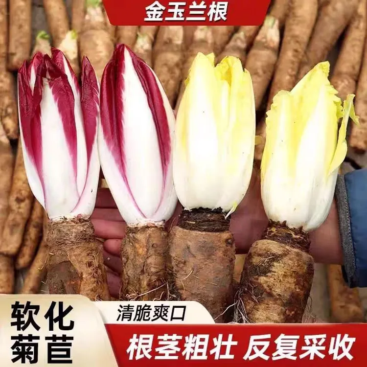 软化菊苣根金玉兰菜根苗新鲜蔬菜可室内庭院盆栽