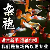 【渔场直播 专属链接2】杂袍孔雀鱼1-3cm