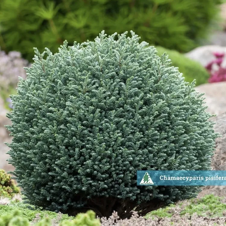 针叶树 日本花柏‘蓝月亮 进口新品多年生耐热寒花园庭院阳台盆栽