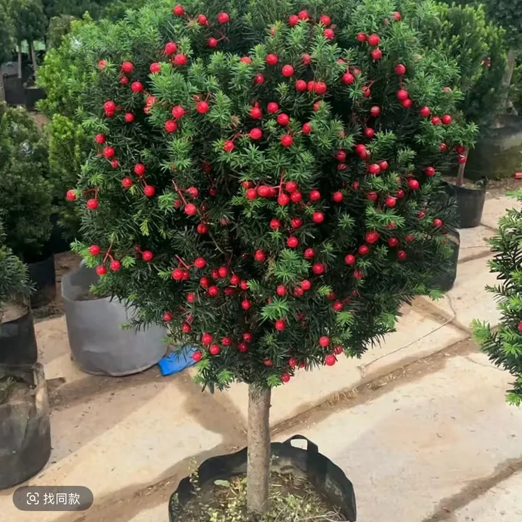 耐寒棒棒糖型曼地亚红豆杉结果树苗大树绿植盆栽盆景植物室内室外