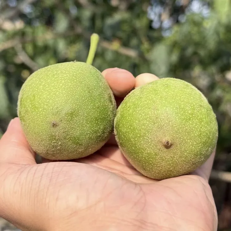 文玩核桃把件虎头青皮