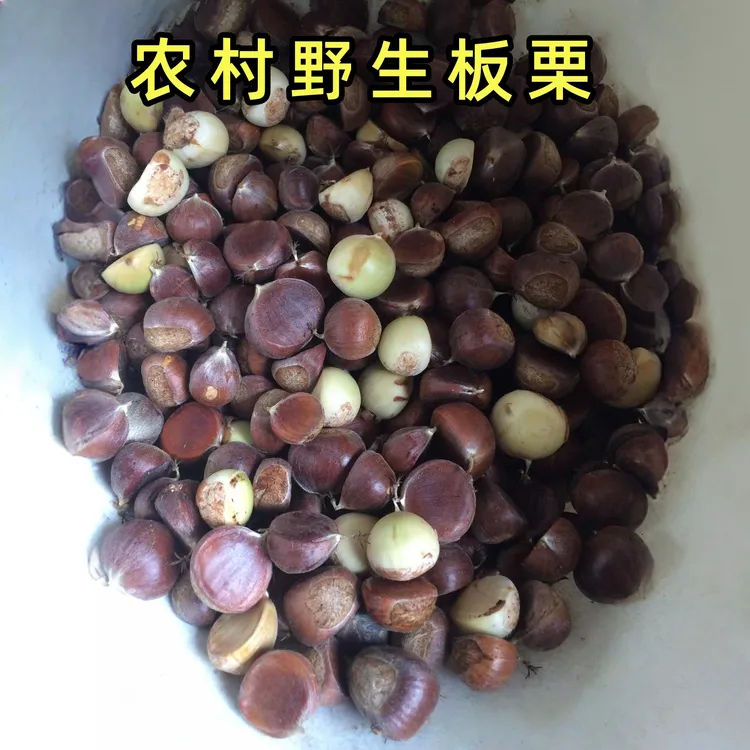 农村野生板栗新板栗鲜板栗大山深处野板栗自然生长板栗
