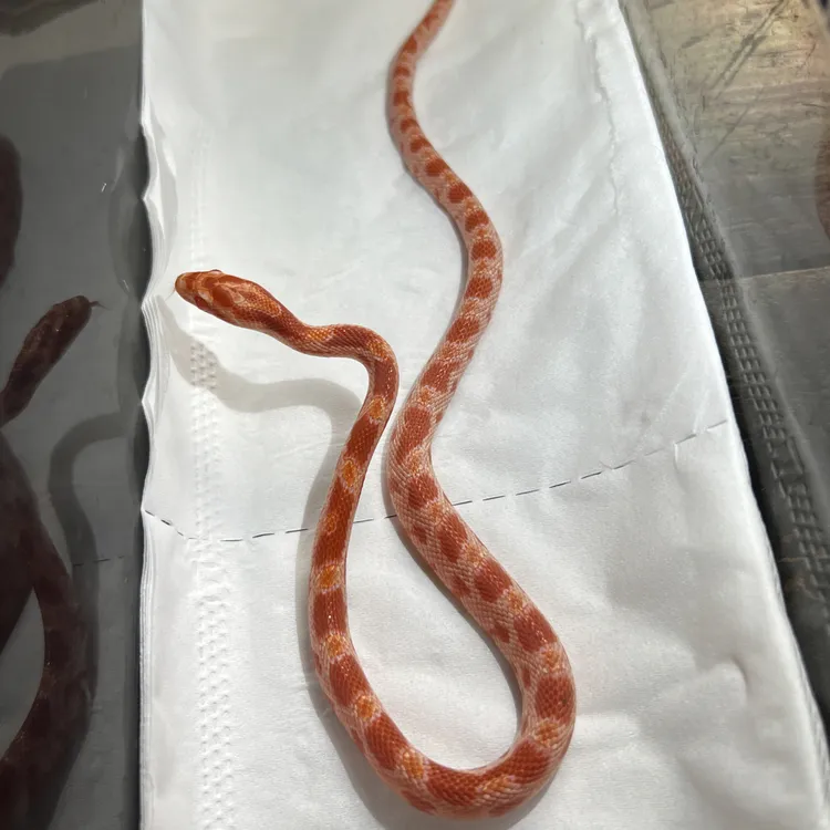 白化h木炭玉米，基因保证