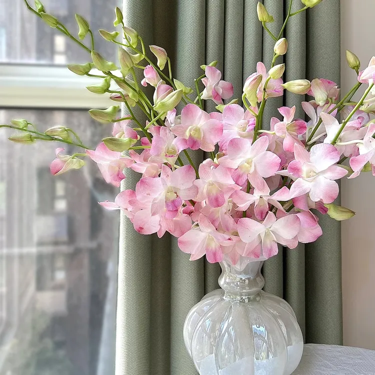 洋兰水养鲜花超长待机颜值高适合家居插花