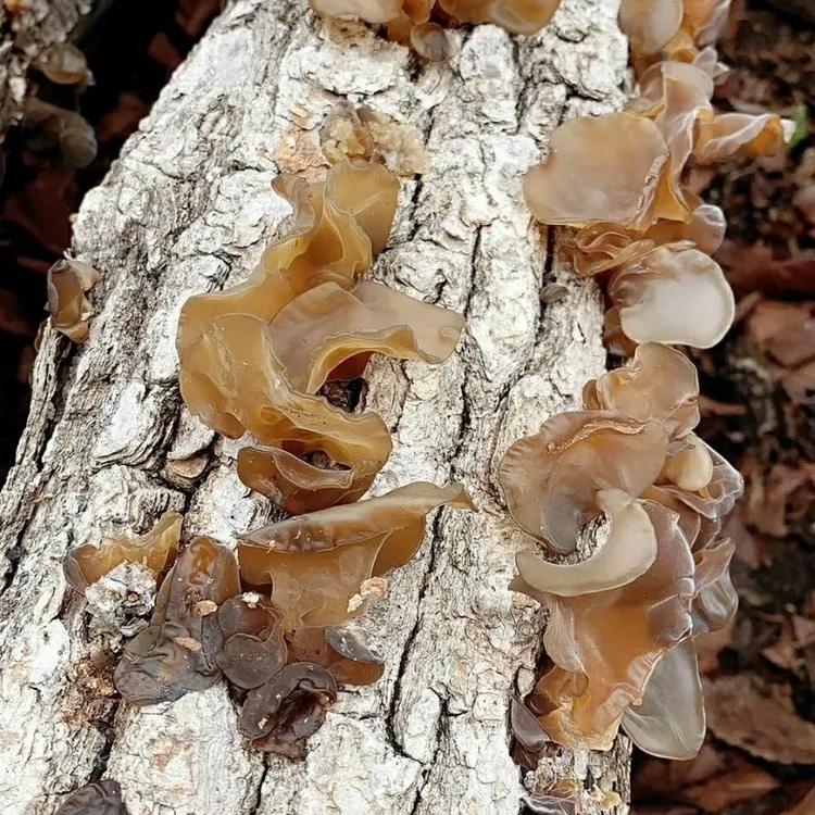 甘肃康县青冈黑木耳特产椴木正宗无根干货散装煮火锅康县黑木耳