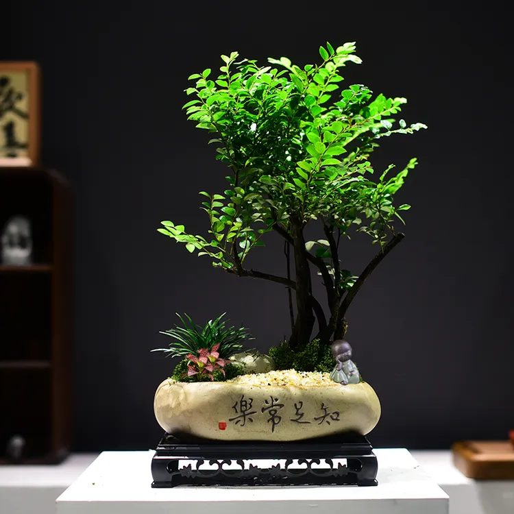 小叶紫檀意境盆景盆栽室内客厅茶桌书房庭院摆件四季好养小叶紫檀